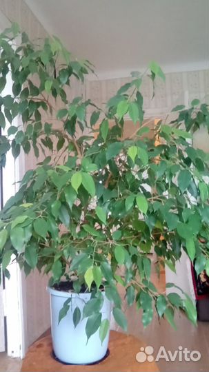 Фикус бенджамина