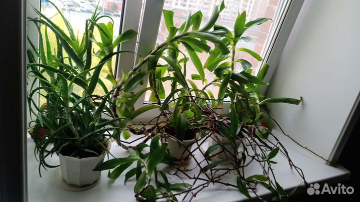 Растения лечебные