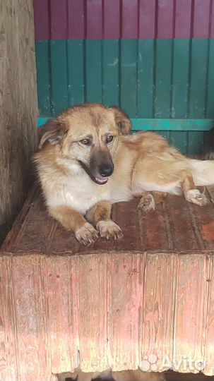 Собака в добрые руки