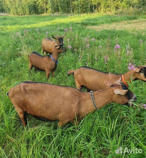 Молоко козье, жир, сыр адыгейский, яйца, мёд