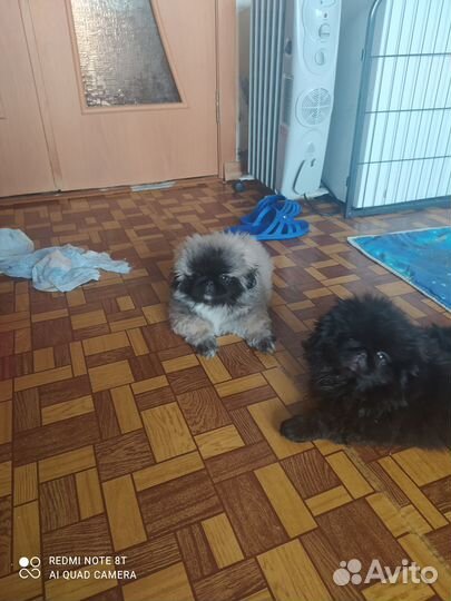 Щенки пекинеса