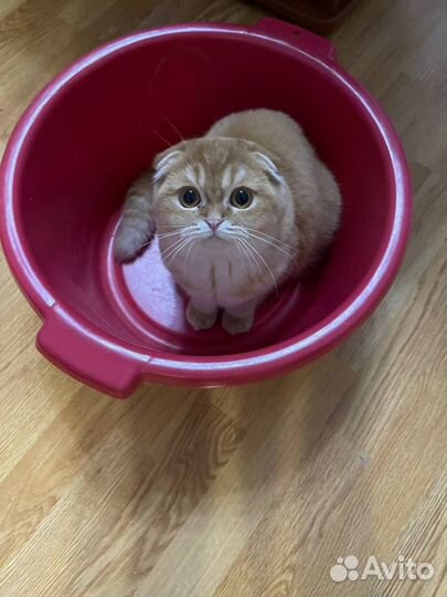 Скоттиш фолд