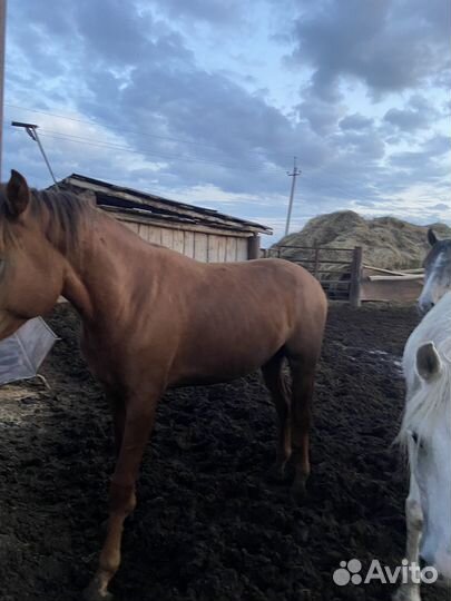 Продам лошадь