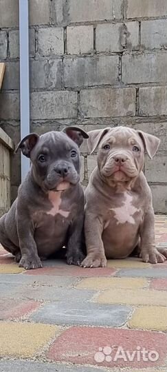 Американский булли щенки
