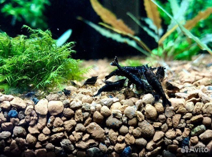 Аквариумные креветки и мини раки