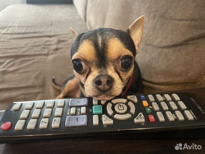 Настройка караоке, звук и диско свет