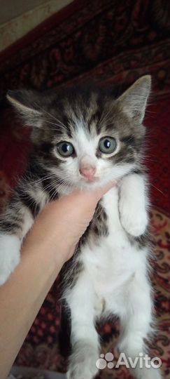 Кошка в дар бесплатно