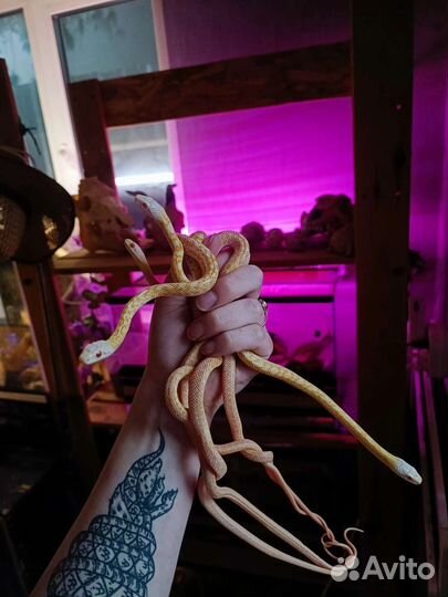 Змея, островной полоз альбинос