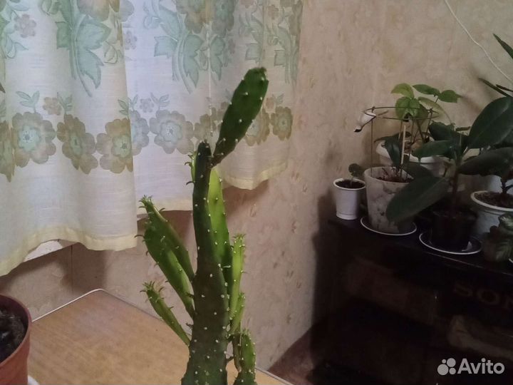 Кактусы и белый цветущий коланхое