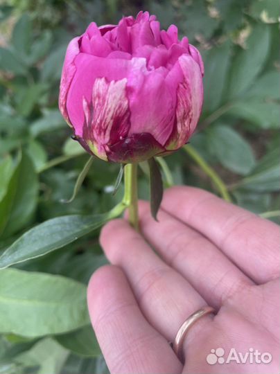 Пионы, ромашка, ирисы, - корень