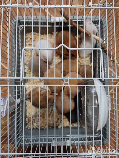 Сирийские хомячки малыши