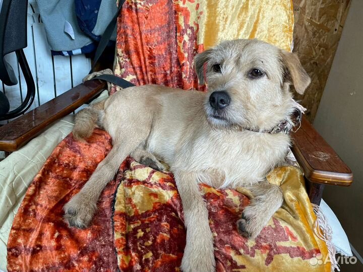 Девочка терьерчик небольшого роста