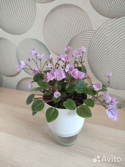 Фиалки листья черенки