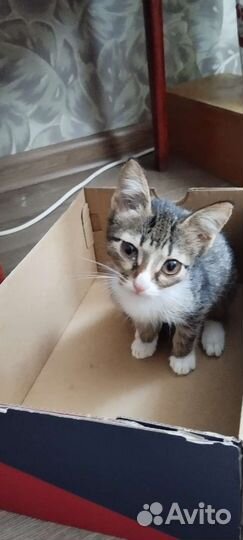 Котёнок самый лучший в мире