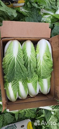Капуста пекинка