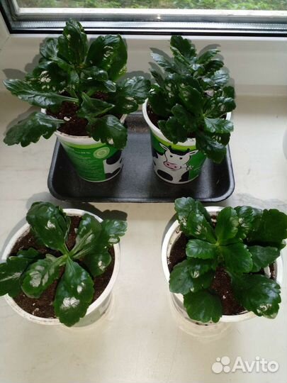 Каланхоэ комнатный