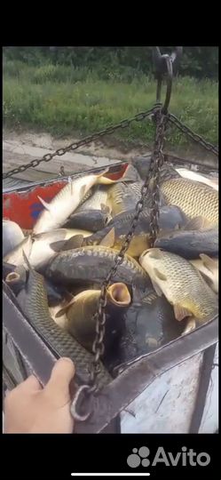 Живая рыба оптом карп