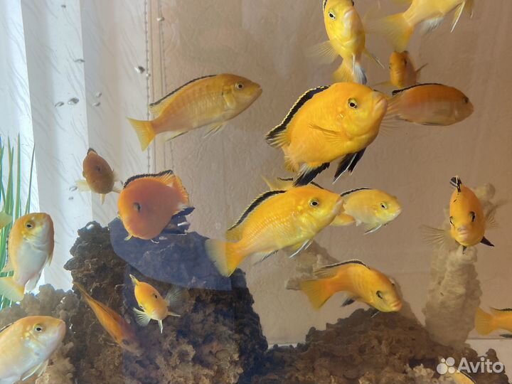 Рыбки для аквариума