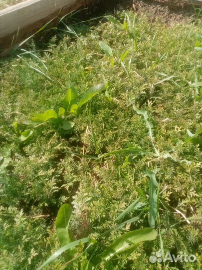 Туя западная смарагд