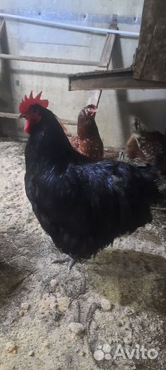 Молодые петухи