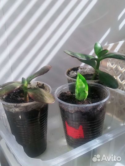 Укоренённые отростки Толстянки и Сансевиерии