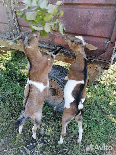 Продаются козочки пяти месяцев