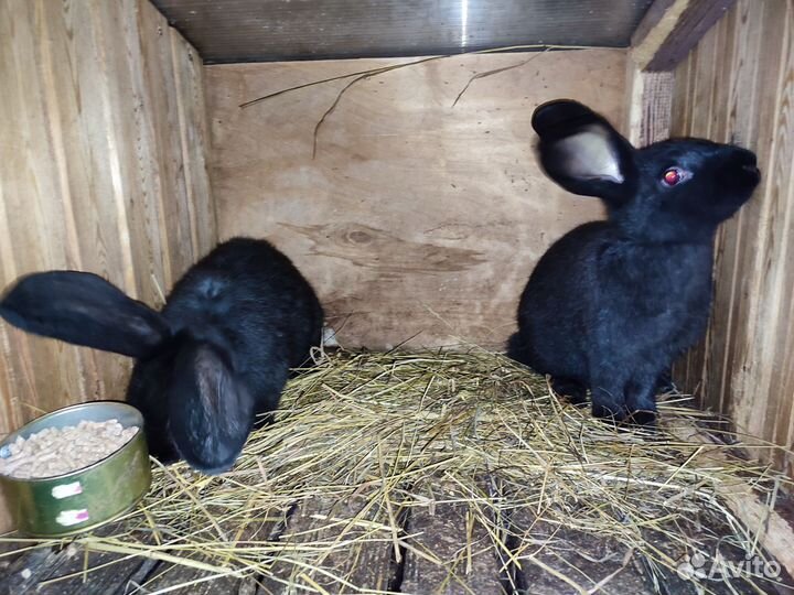 Кролики мясных пород великаны