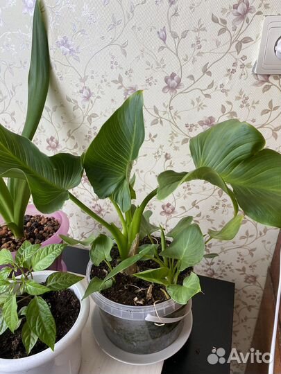 Каллы комнатные