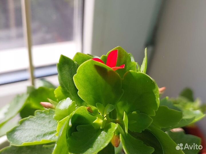 Герань пеларгония цветущее растение