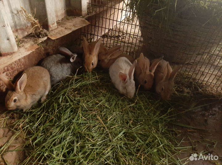 Кролики колифарниец и советская шиншила