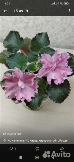 Сортовые фиалочки (стандарты,мини,п/мини,трейлеры)