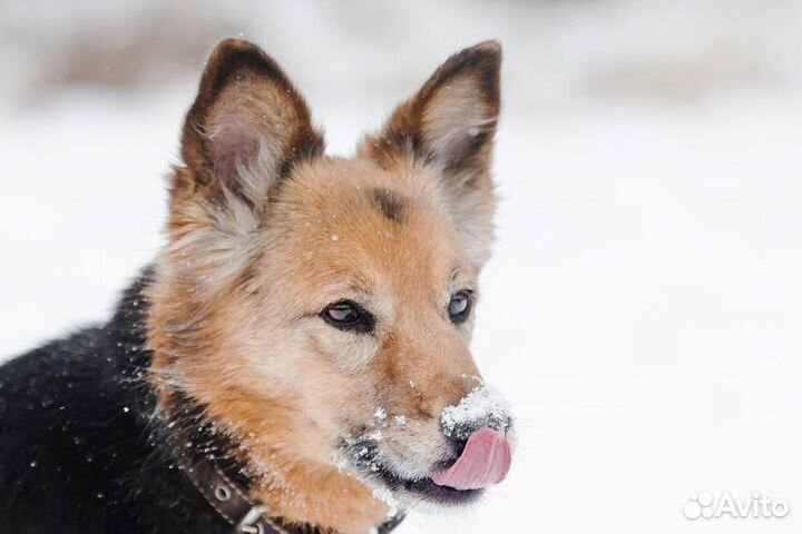 Ищет дом собака-улыбака Леди