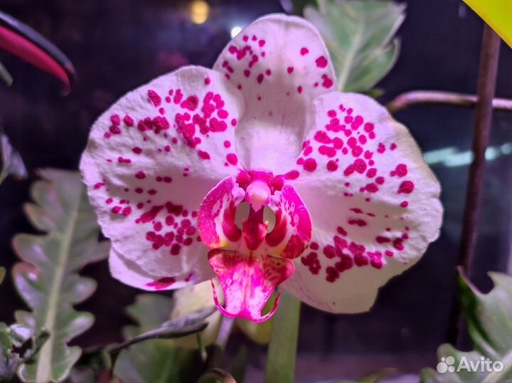 Фаленопсисы цветущие и не цветущие