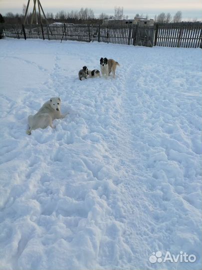 Собака Алабай щенки, две девочки