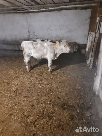 Бычков тёлочек