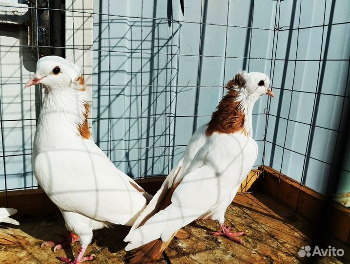 Бойные голуби. шейки