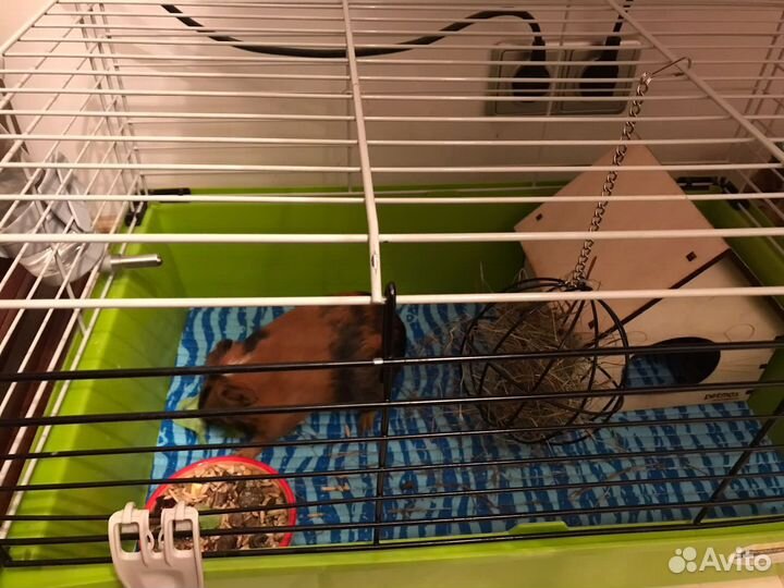 Морская свинка с клеткой