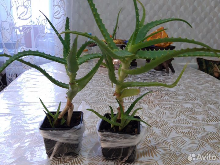 Столетник Алоэ 3 года