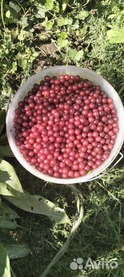 Красная черемуха