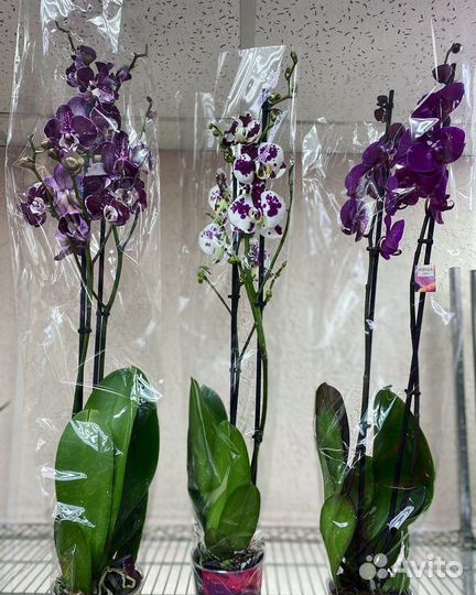 Орхидея фаленопсис на 2 цветоноса