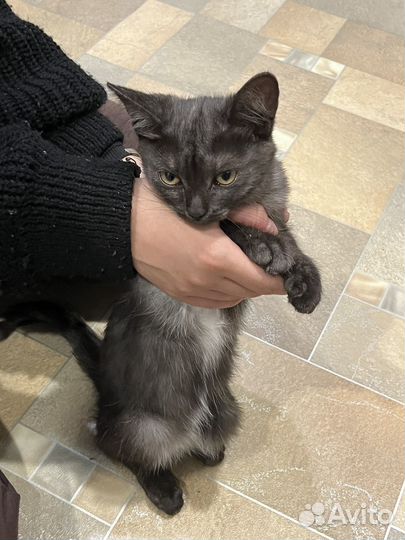 Кошка в дар бесплатно