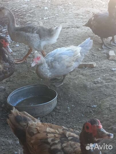 Индоутки самки самцы