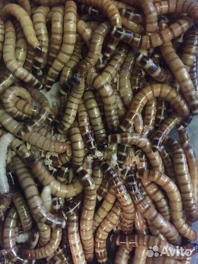 Мучной червь, зофобас