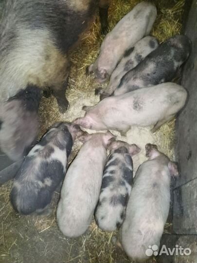 Свинина деревенская живым весом