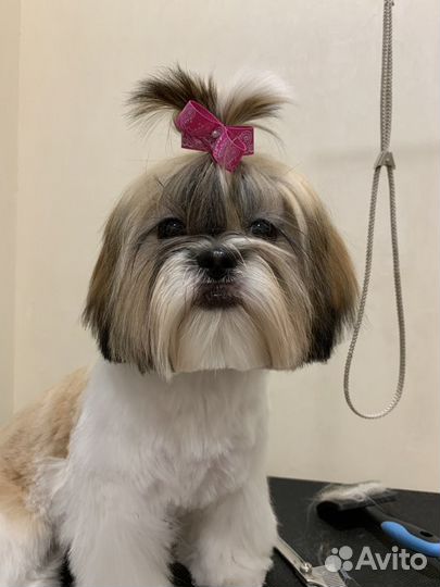 Грумер стрижка собак и кошек