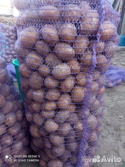Семенной картофель на корм