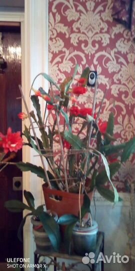 Растения комнатные