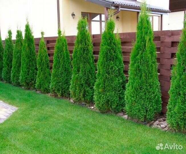 Саженцы туи смарагд