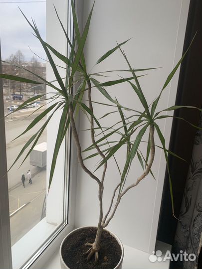 Пальма драцена