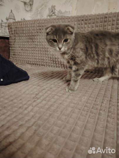 Шотландская